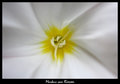 Witte-bloem